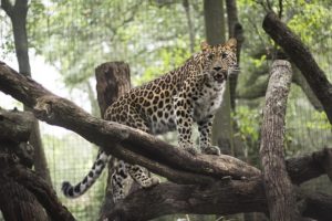Visit the Jacksonville Zoo before or after your cruise